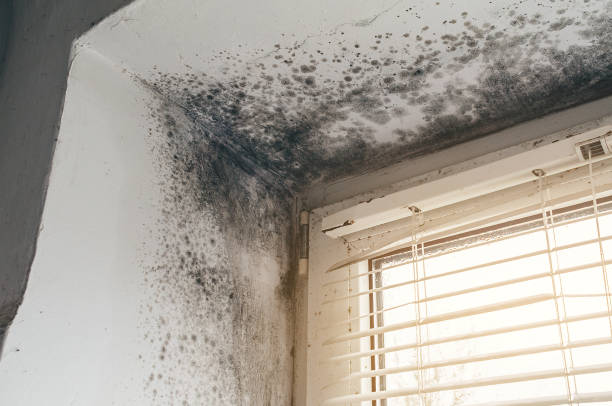 Affordable Mold Remediation solutions in Clear Brook, VA